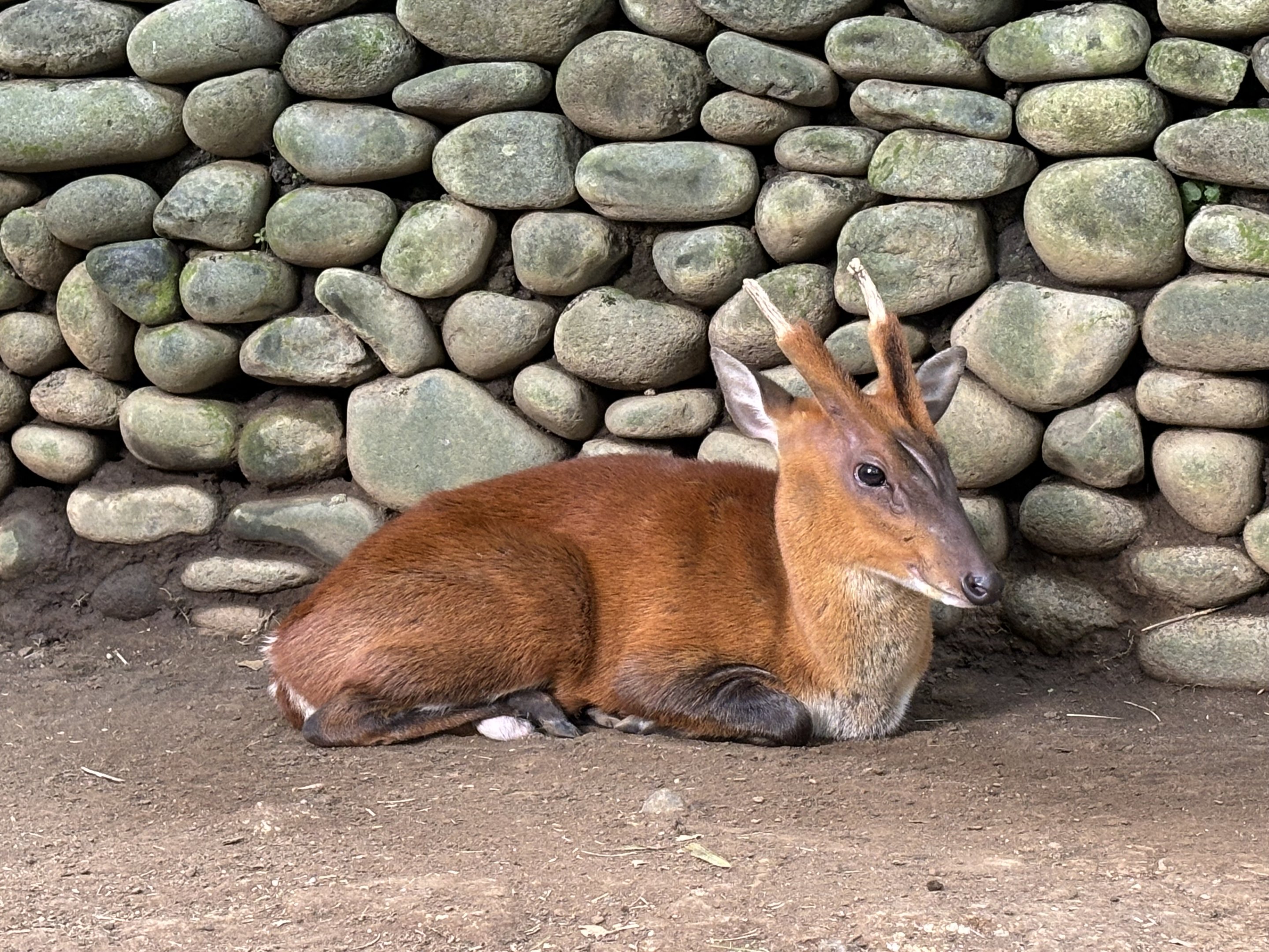 Muntjac