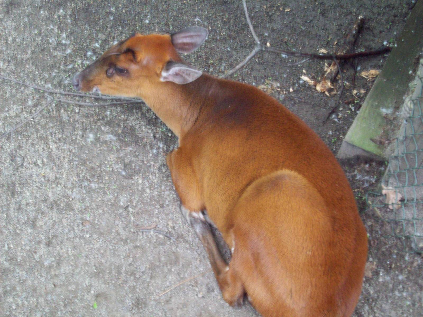 Muntjac