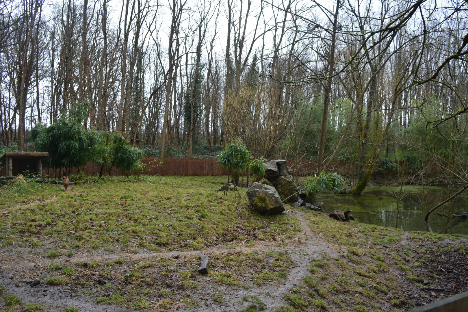 Muntjack and asian otters enclosure
