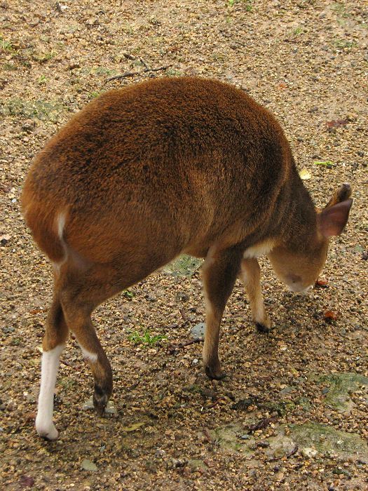 Muntjack with white markings
