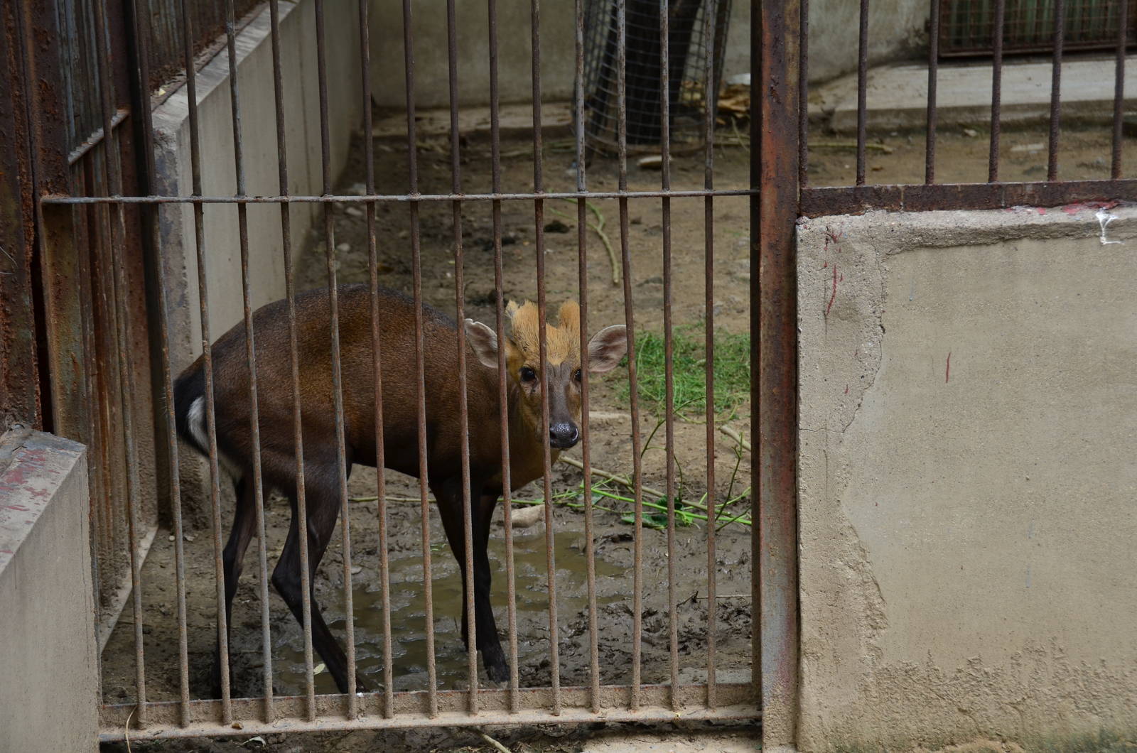 Muntjak identification