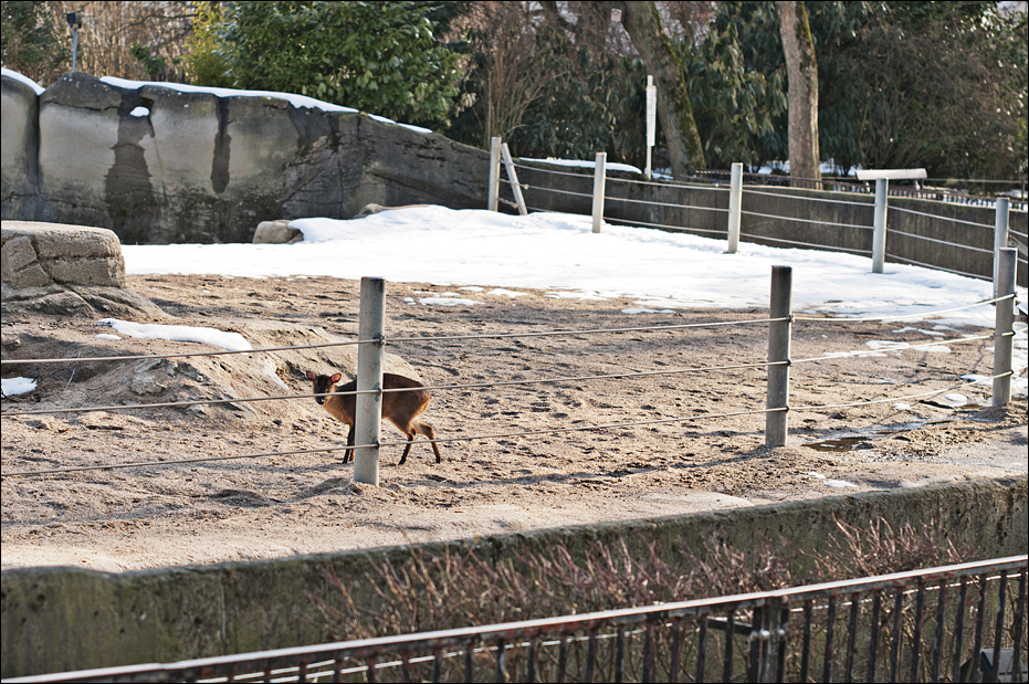 Muntjak on the elephant enclosure at Hamburg
