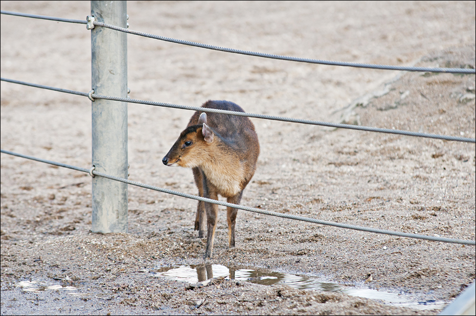 Muntjak on the elephant enclosure at Hamburg