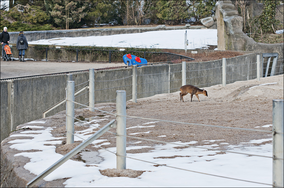 Muntjak on the elephant enclosure at Hamburg
