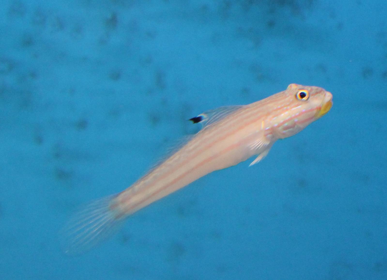 Mural goby (Valenciennea muralis)