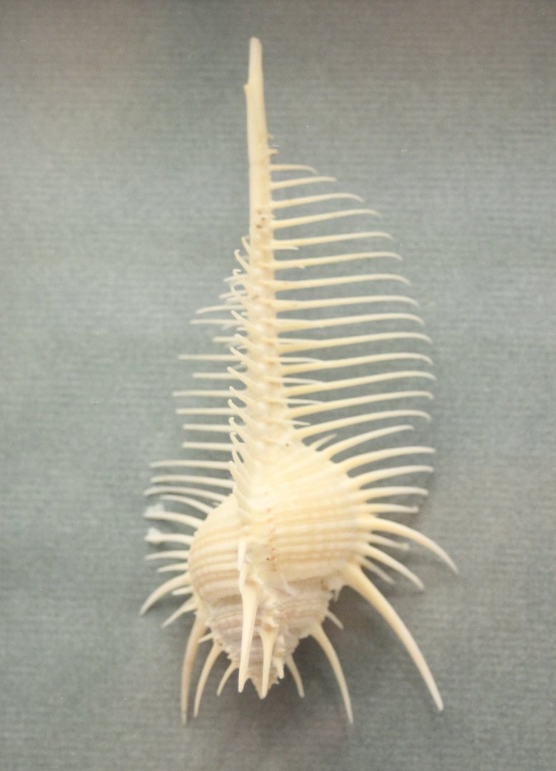 Murex pecten
