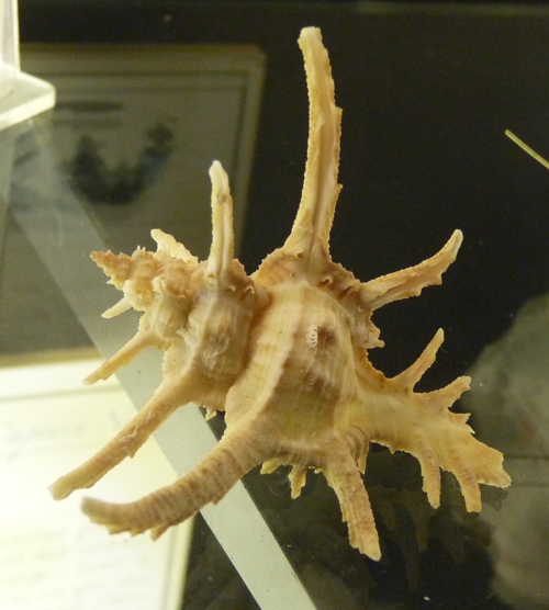 Murex shell for ID, Cichoreus sp???