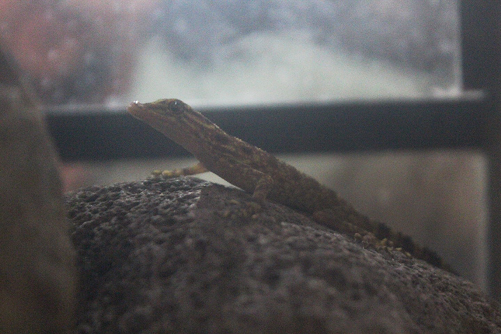 Muria rock gecko (Cnemaspis muria) front view - PCBA