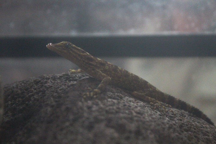 Muria rock gecko (Cnemaspis muria) side view - PCBA
