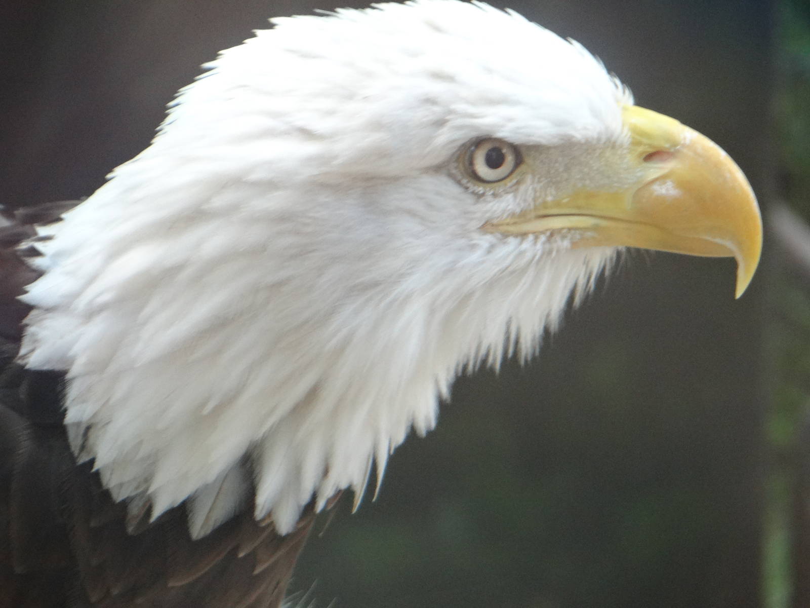 MURICA (bald eagle)