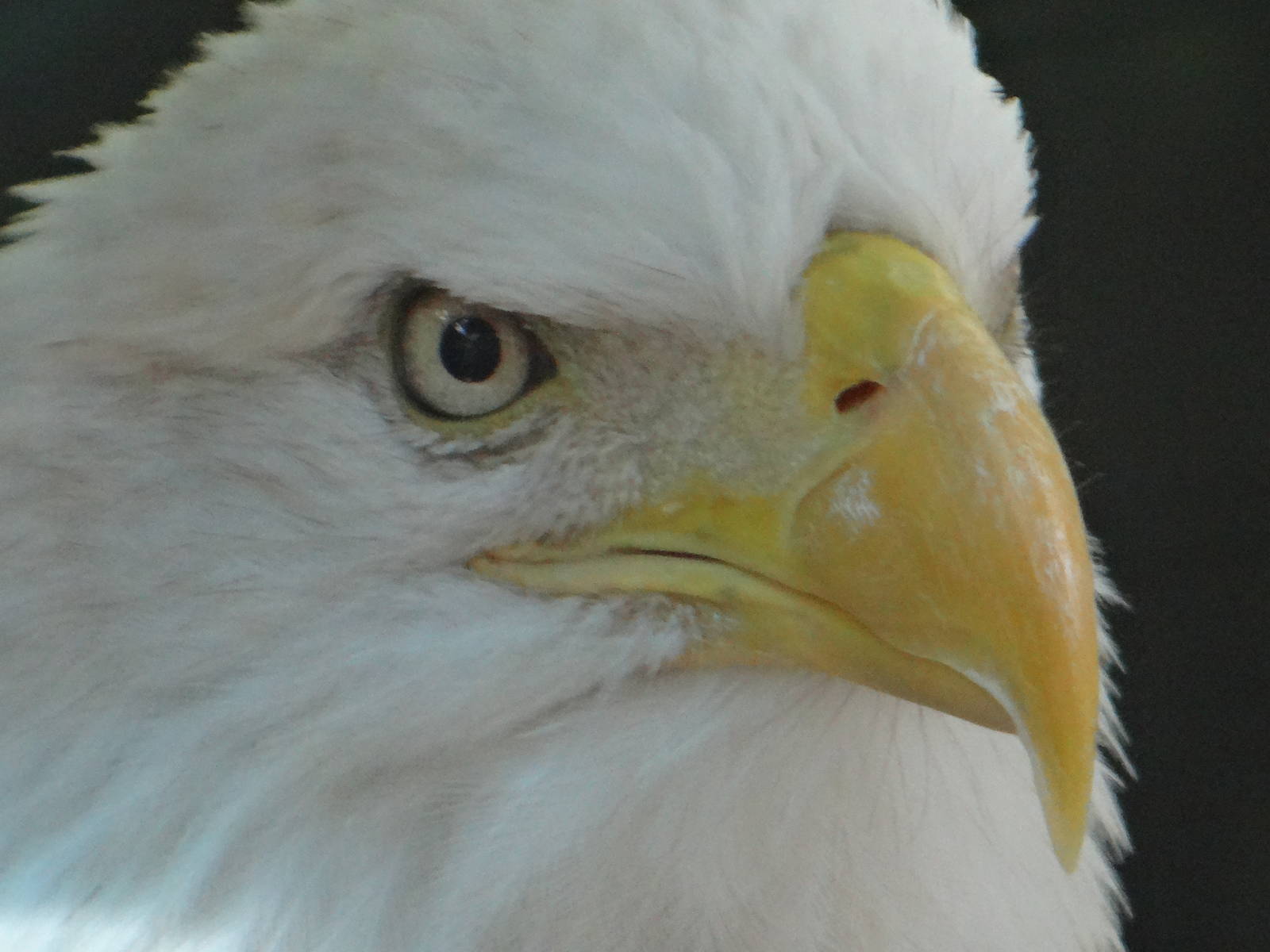MURICA (bald eagle)