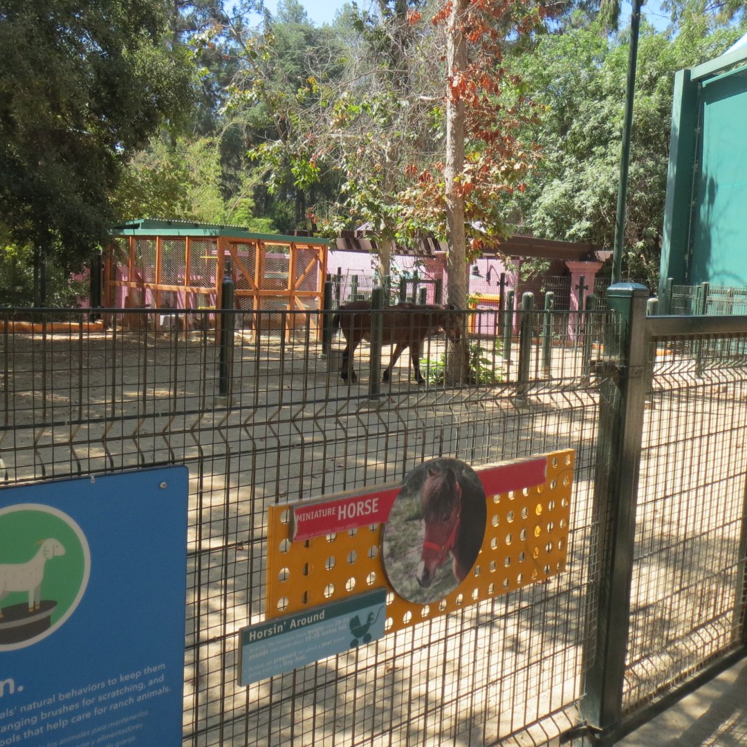 Muriel's Ranch - Miniature Horse Exhibit