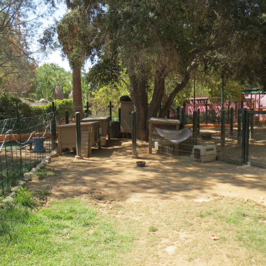 Muriel's Ranch - Rabbit Exhibit
