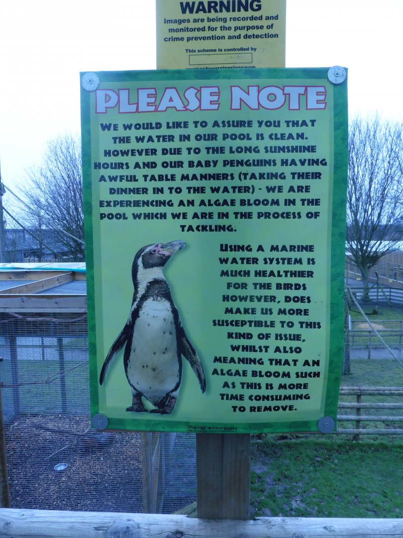 Murky Humboldt's Penguin pool 'explaination'