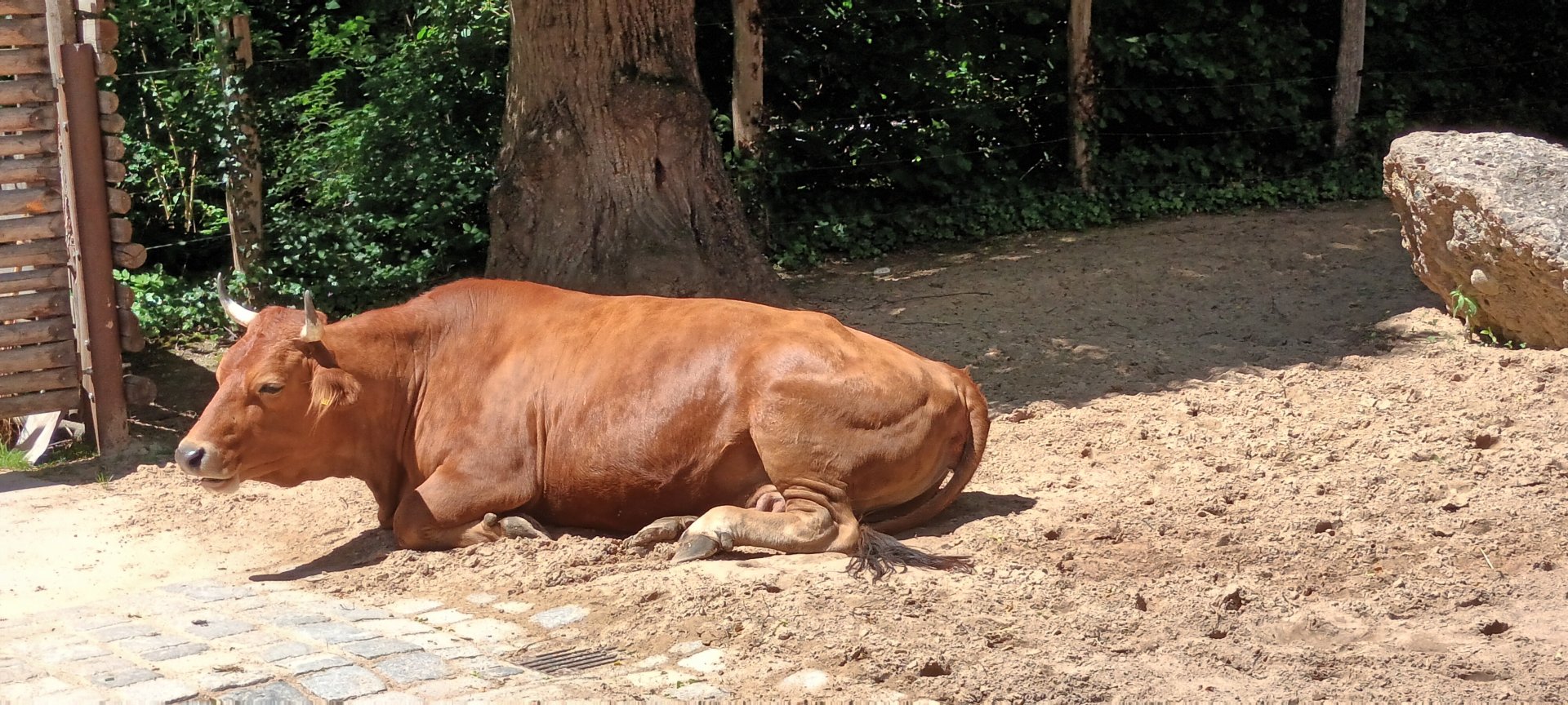 Murnau Werdenfelser Cattle