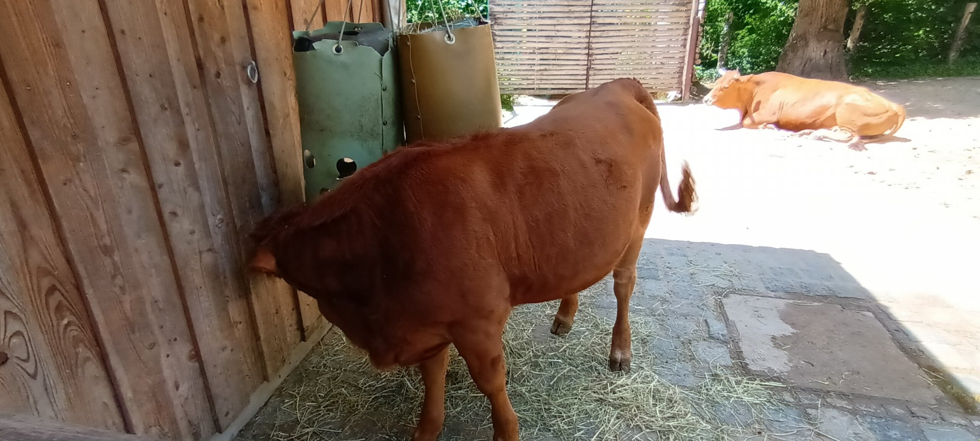 Murnau Werdenfelser Cattles