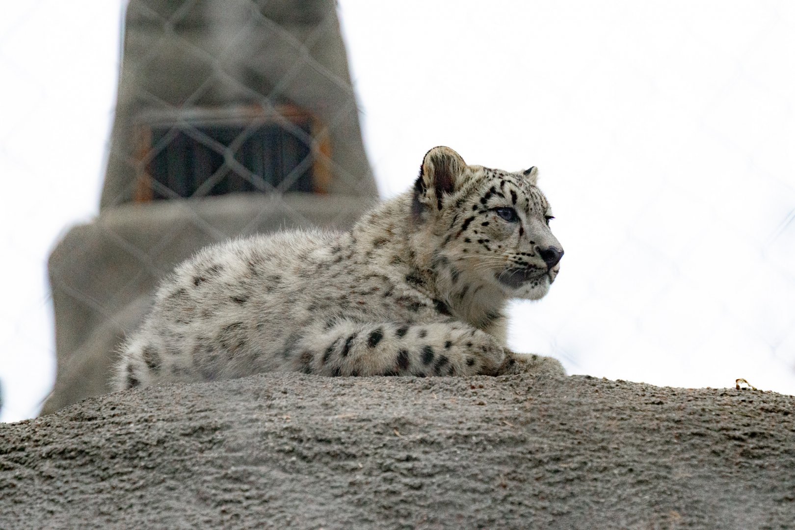 Murphy (snow leopard cub)