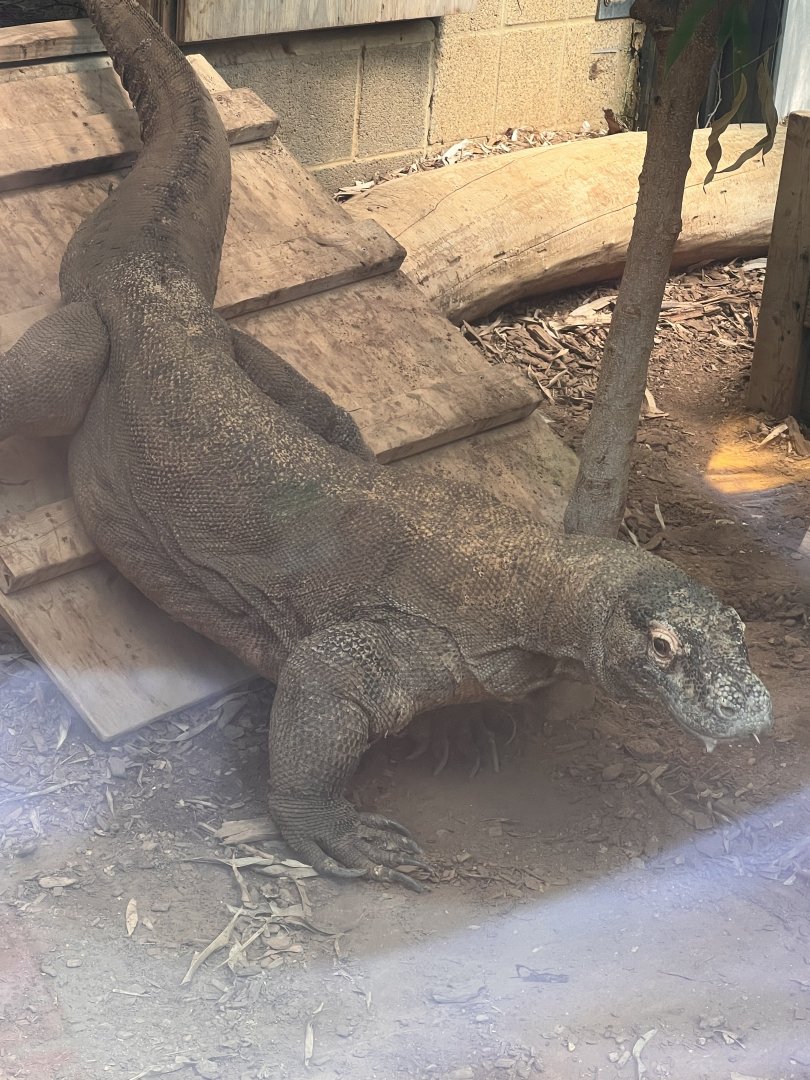 Murphy the Komodo dragon