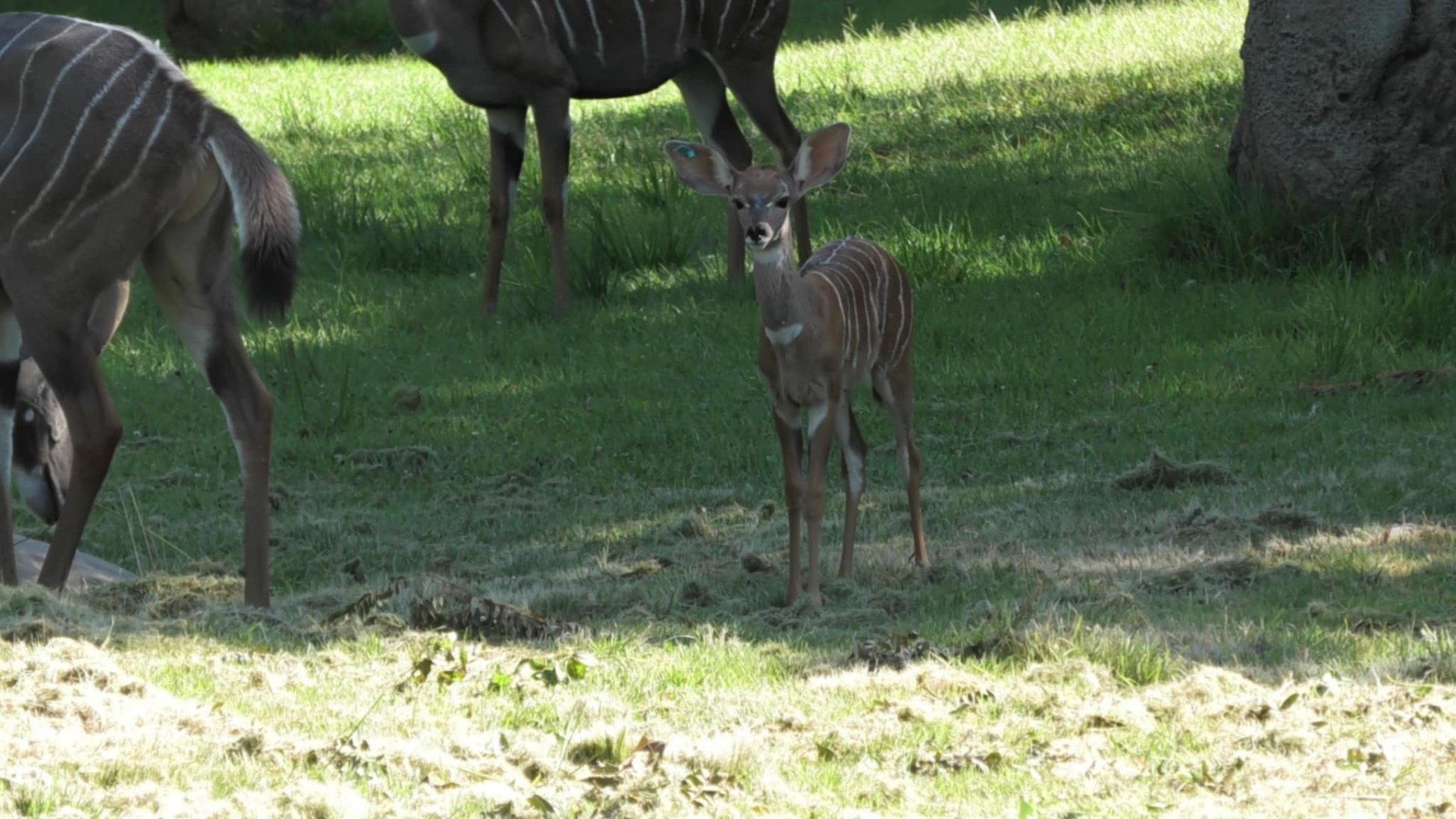Murphy the kudu calf look at those ears