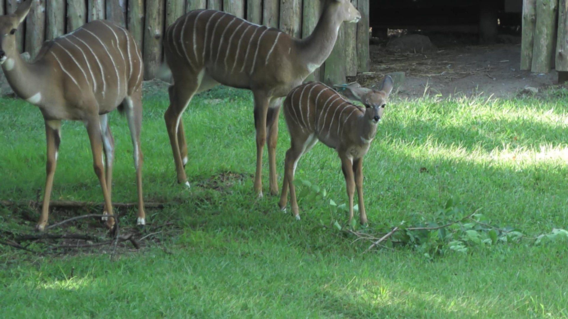 Murphy the kudu calf with mom or grandma