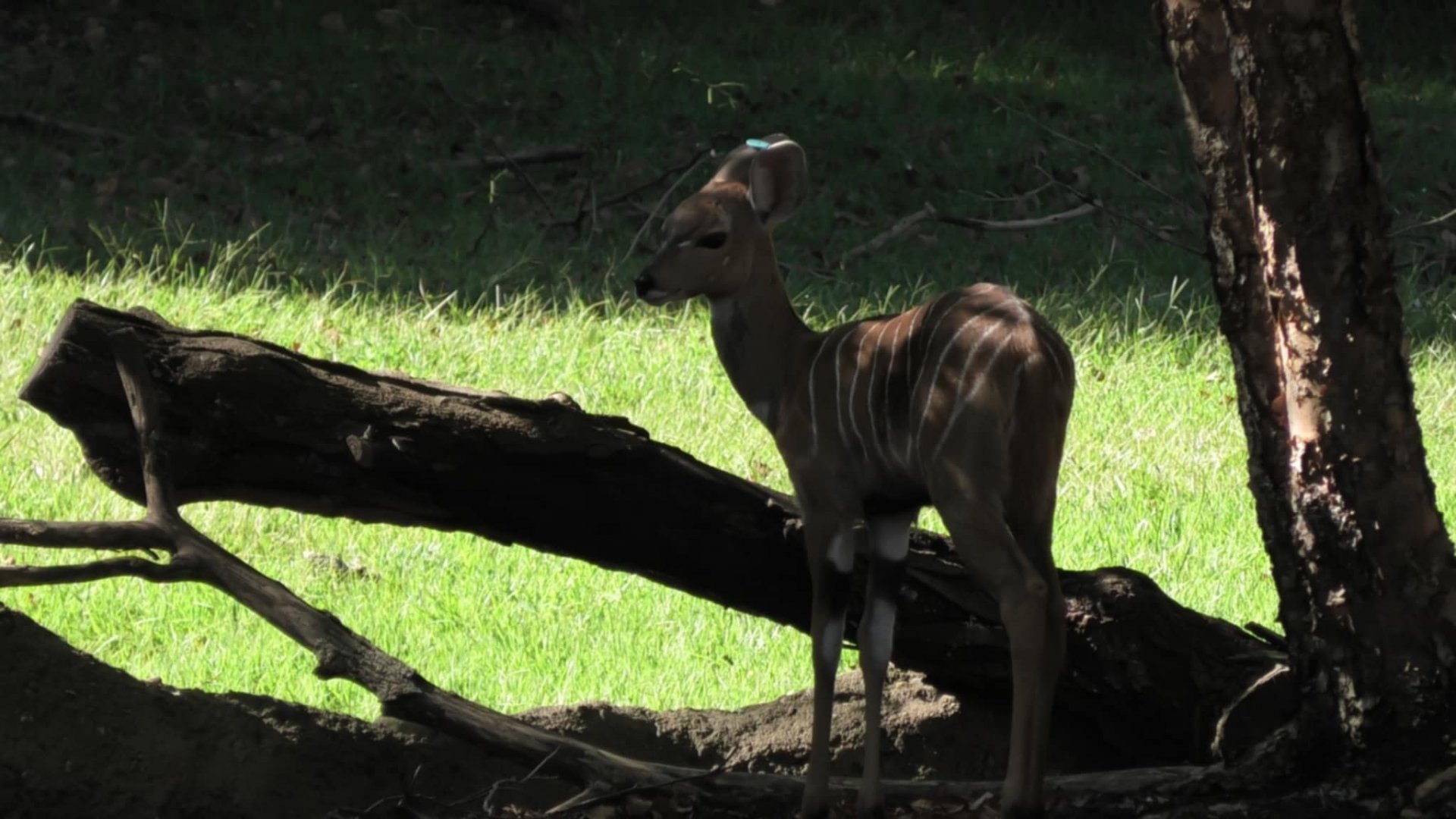 Murphy the kudu calf