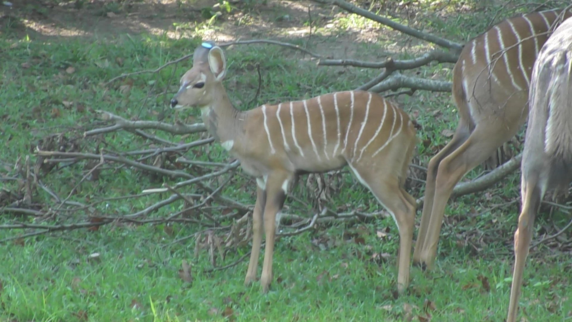 Murphy the kudu calf