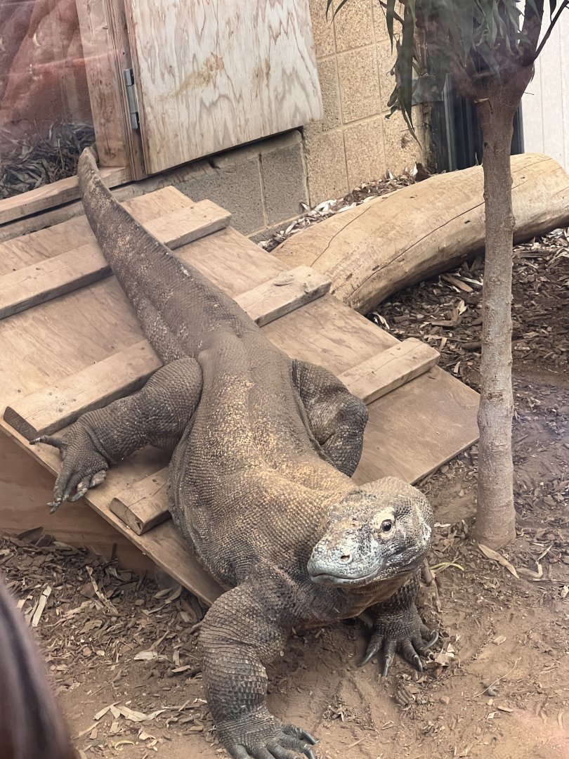 Murphy the male Komodo dragon