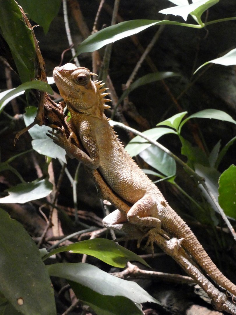 Murphy’s horned dragon