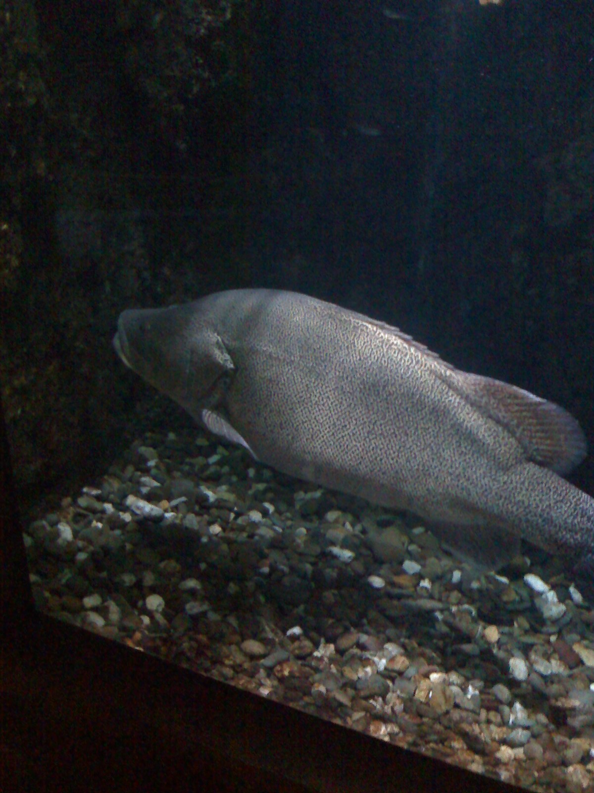 Murray Cod at Melbourne Aquarium