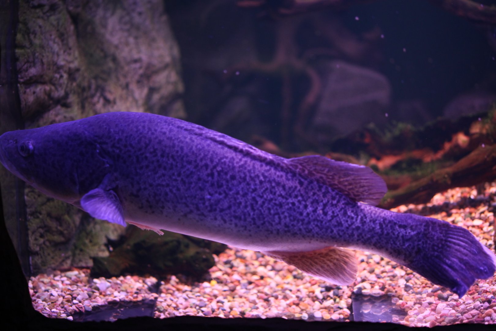 Murray cod (Maccullochella peelii)