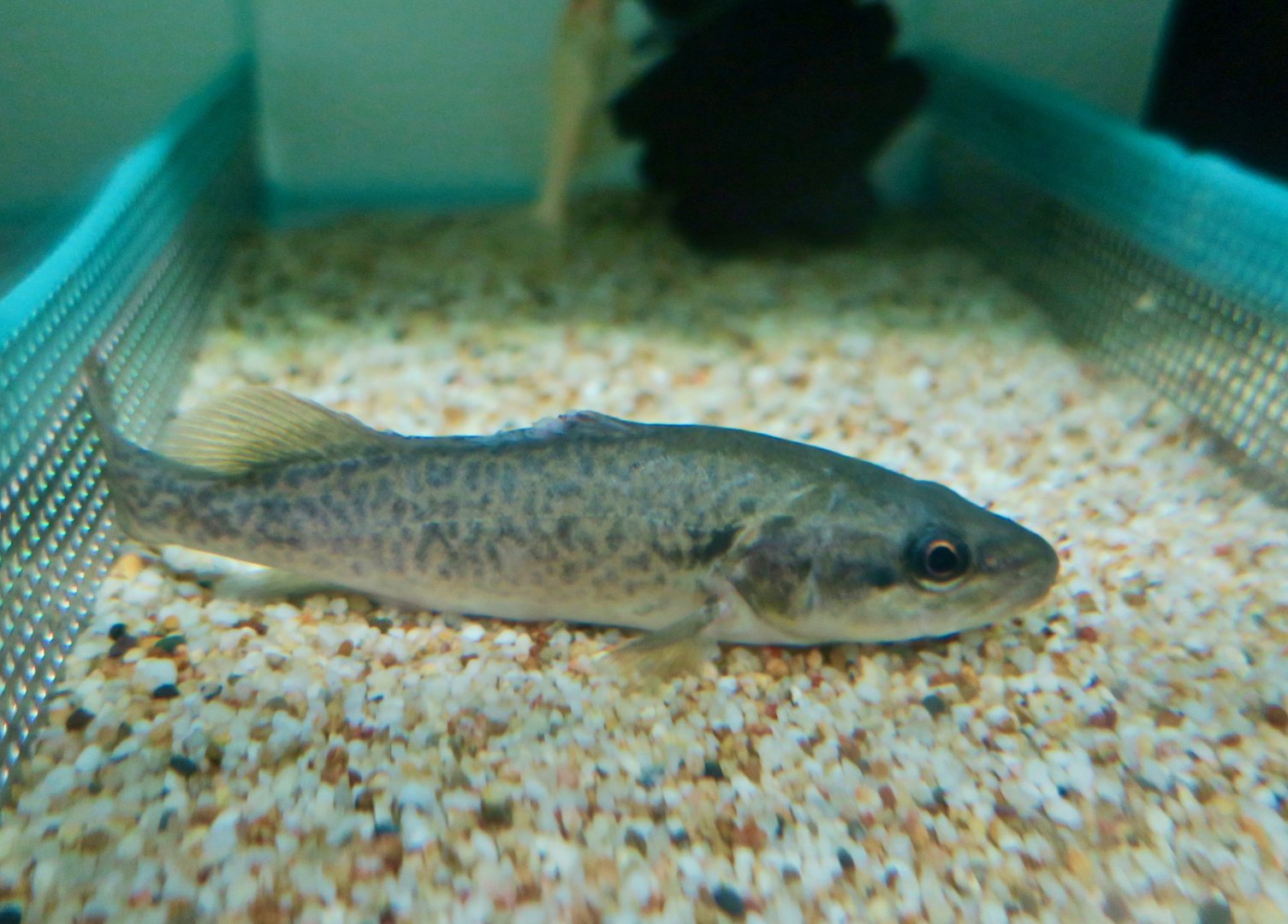 Murray Cod (Maccullochella peelii)