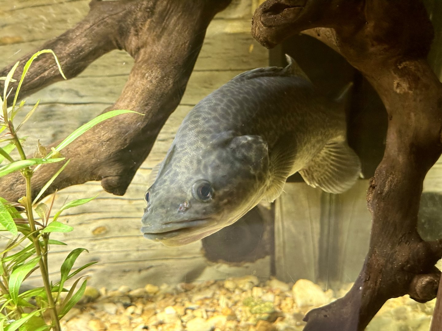 Murray cod (Maccullochella peelii)