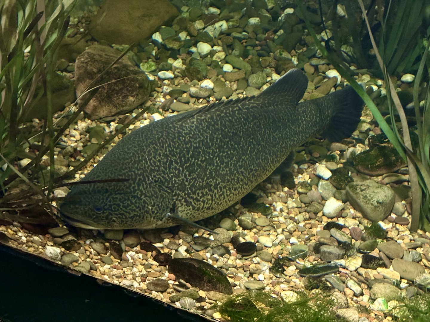 Murray cod (Maccullochella peelii)