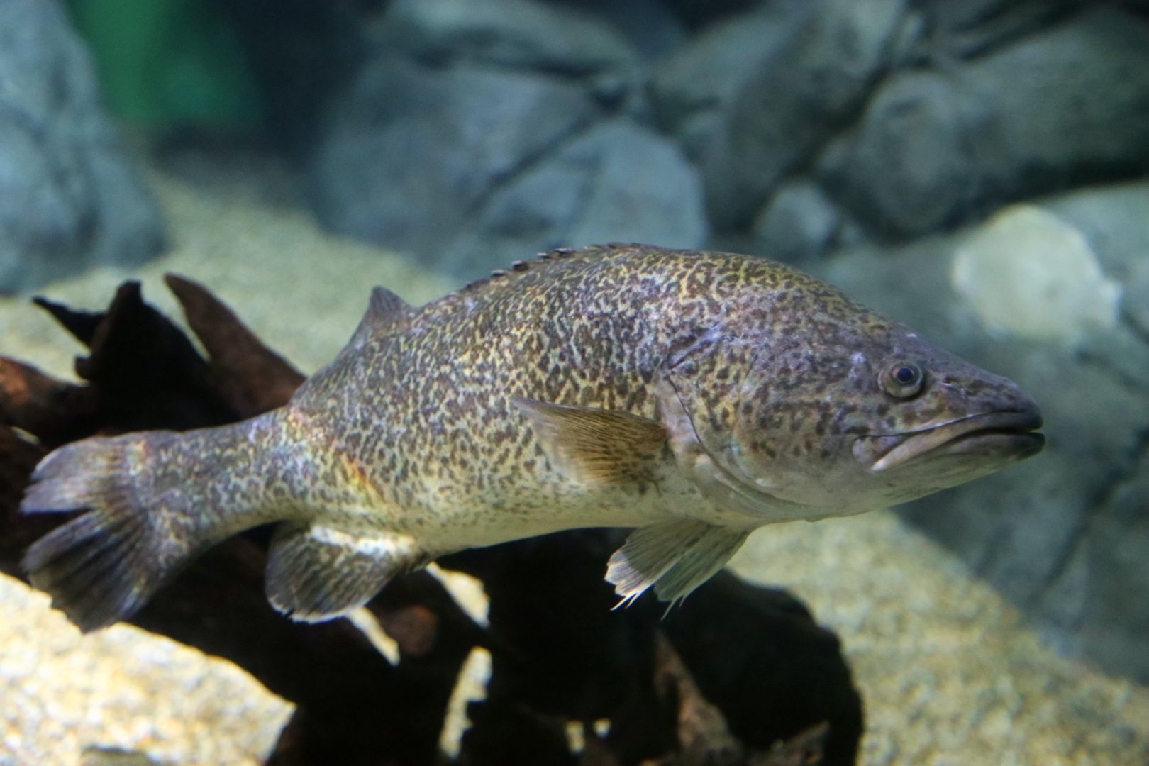 Murray Cod (Maccullochella peelii)