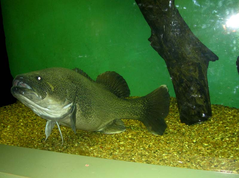 Murray cod