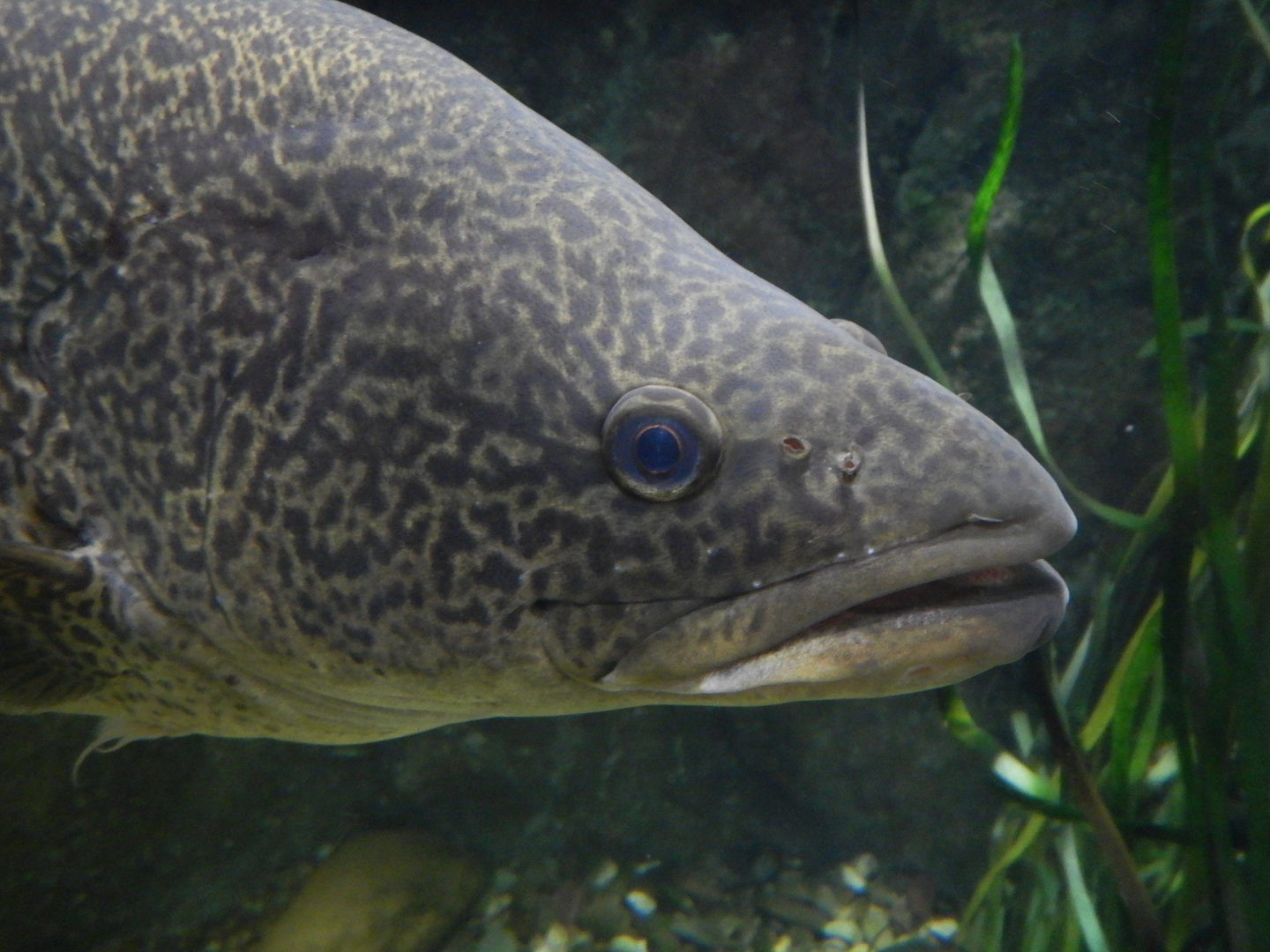 Murray Cod