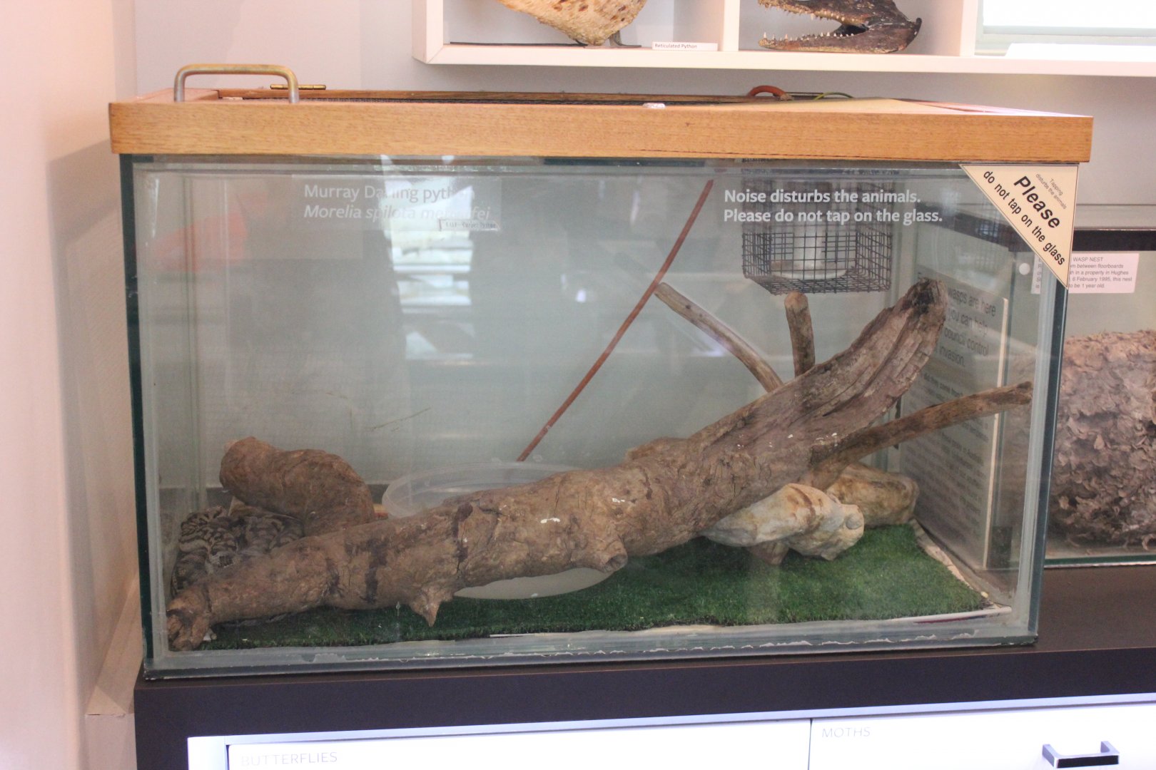 Murray Darling Python exhibit