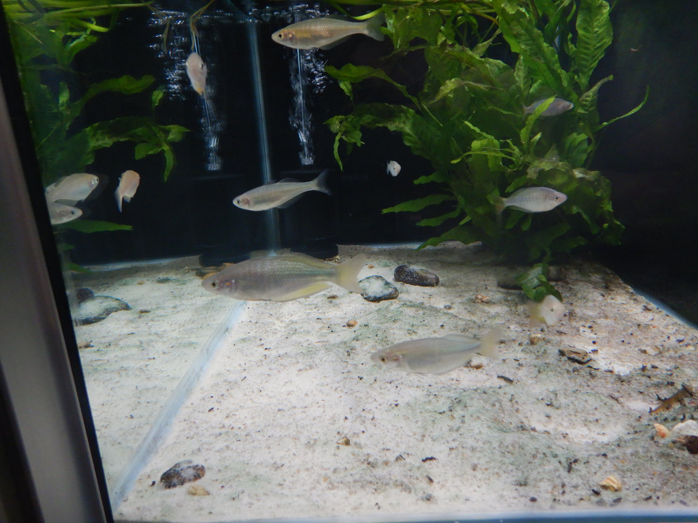 Murray Darling Rainbowfish