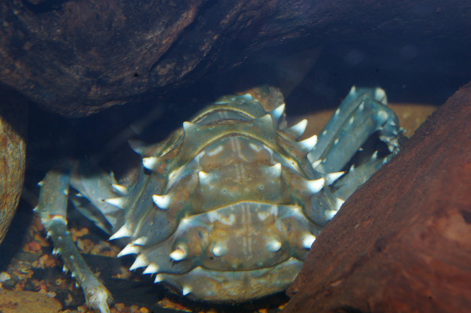 Murray River crayfish (Euastacus armatus)