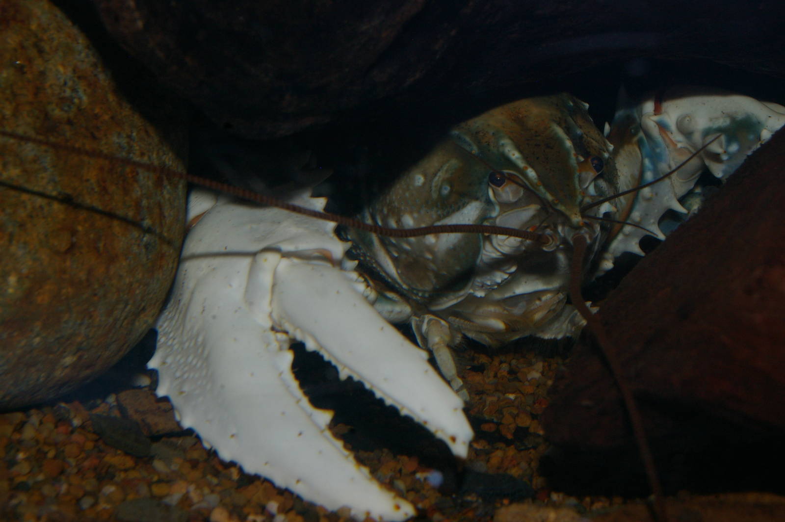 Murray River crayfish (Euastacus armatus)