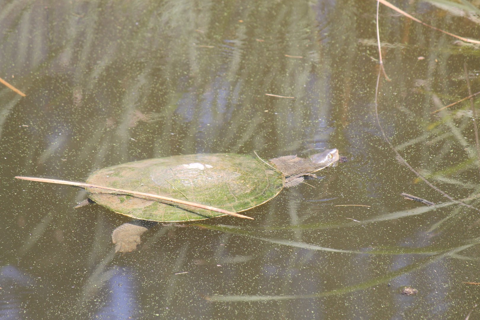 Murray River Turtle (Emydura macquarii)