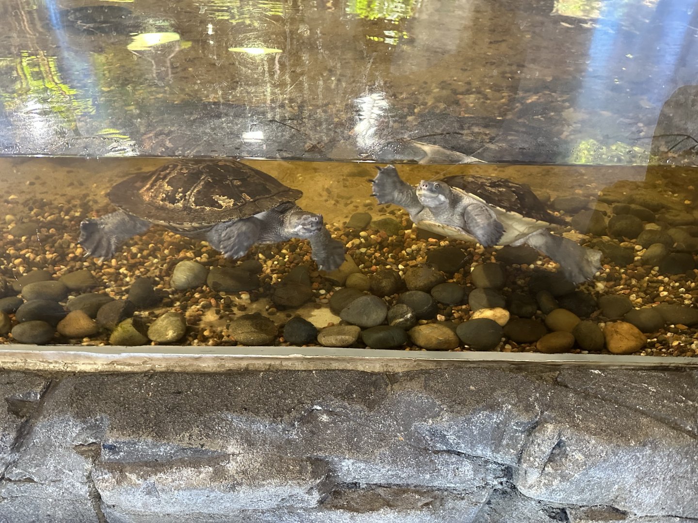 Murray River turtle (Emydura macquarii)