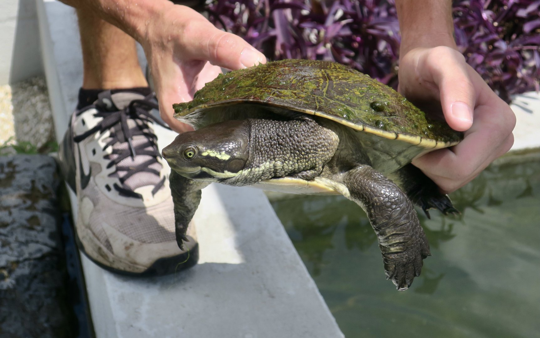 Murray River Turtle (Emydura macquarii)