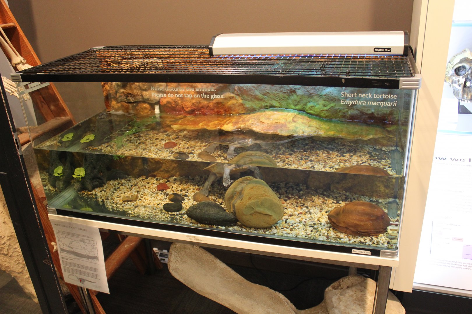 Murray River Turtle exhibit