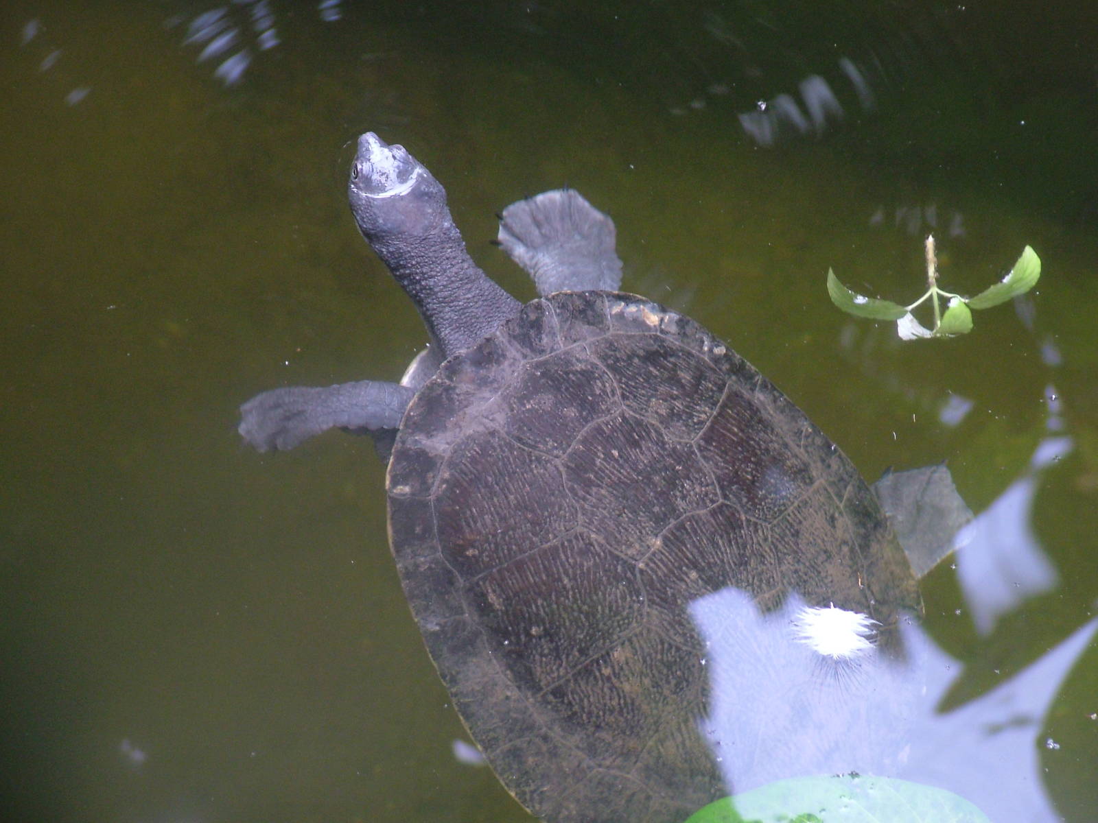 Murray River Turtle in Burgers Mangrove at Burgers Zoo Arnhem, 29/08/10