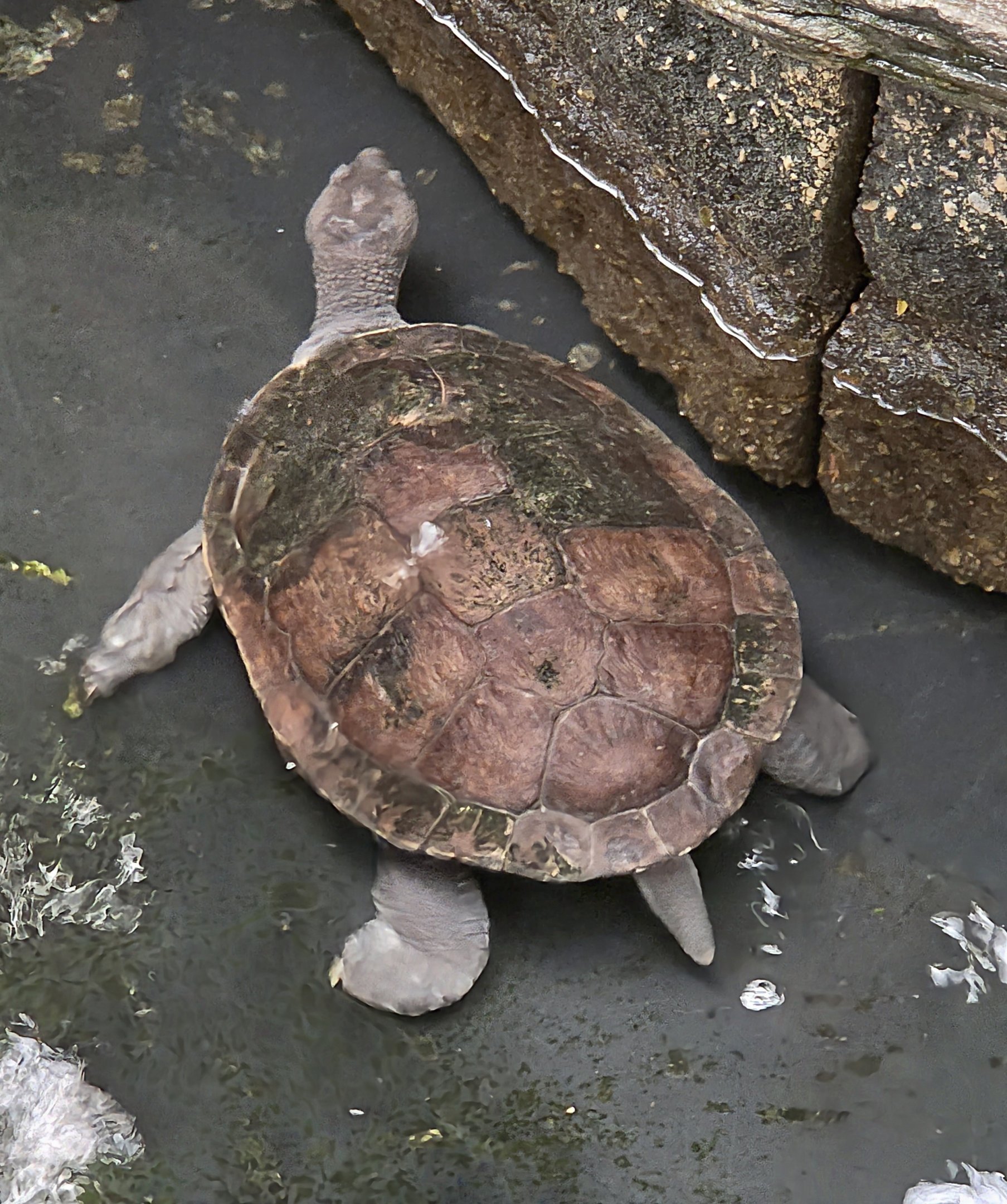 Murray River Turtle - Reptile Gardens