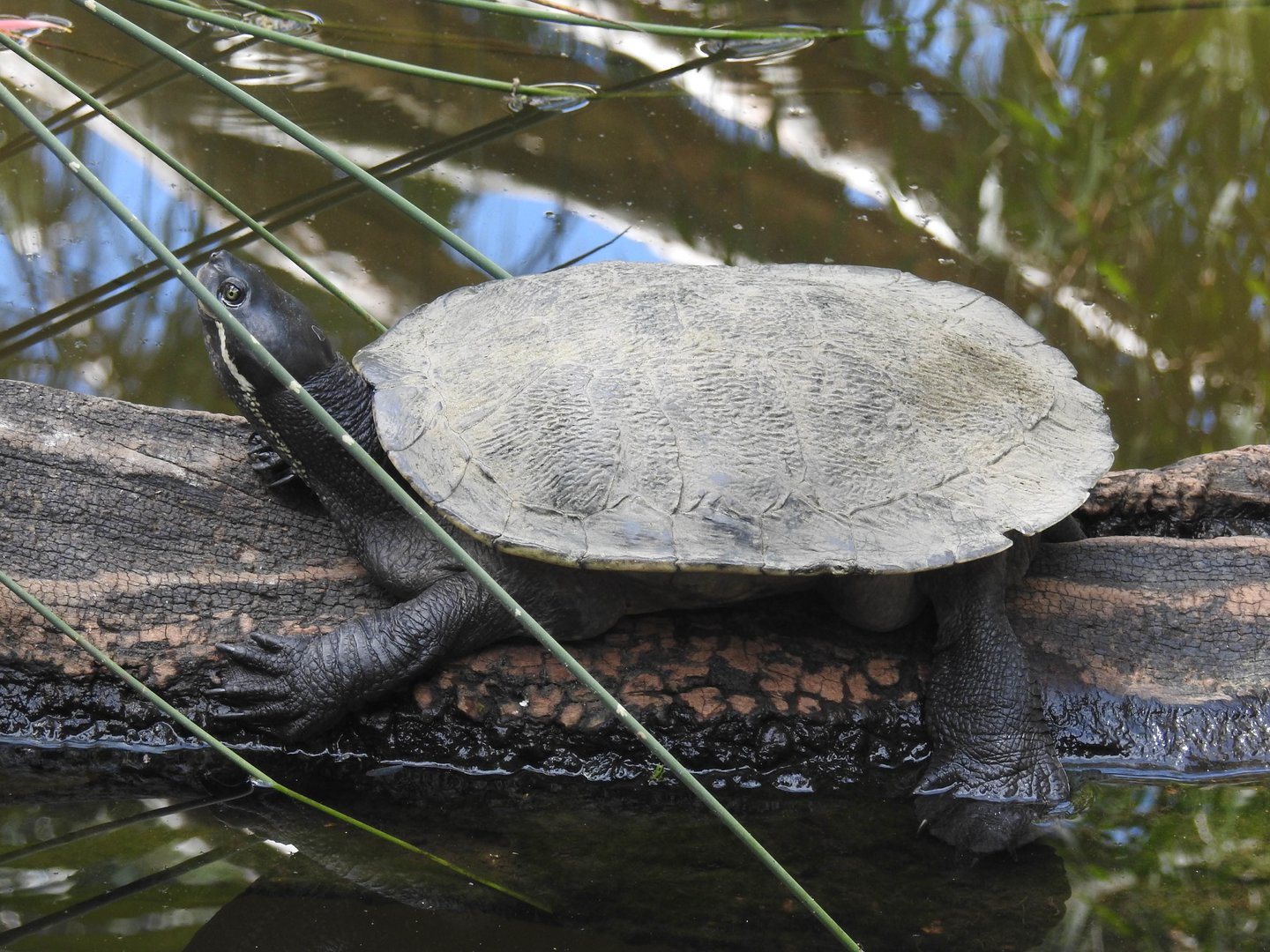 Murray River-Turtle