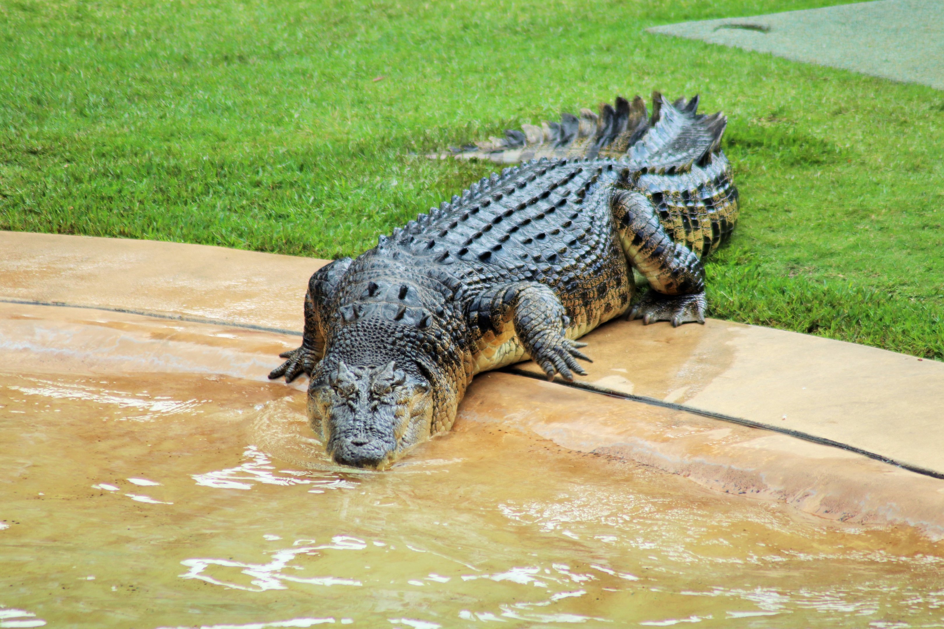 'Murray' the Saltwater Crocodile (Crocodylus porosus)