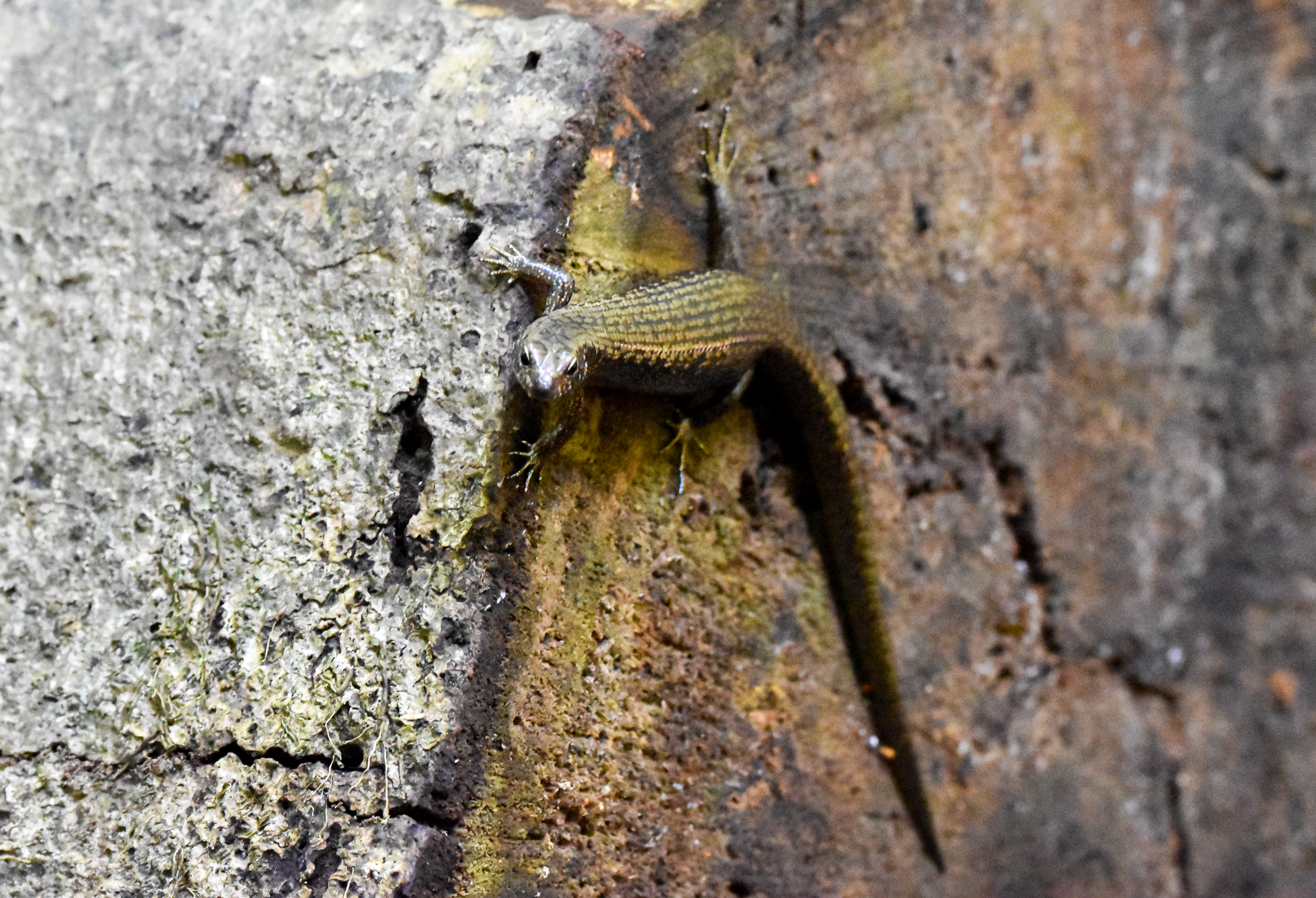 Murray's Skink, Silvascincus murrayi