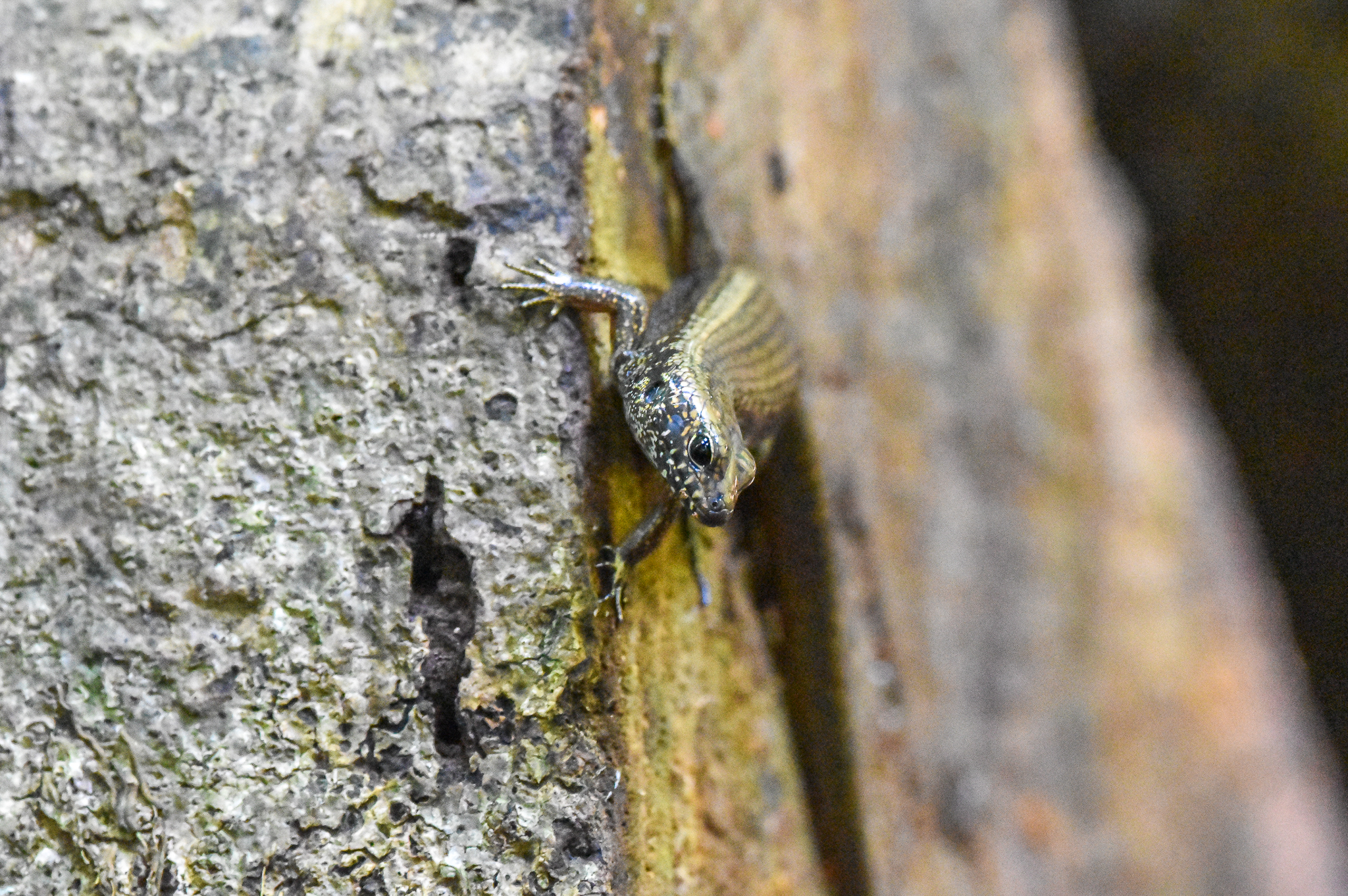 Murray's Skink, Silvascincus murrayi